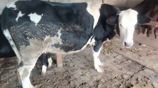 2каласи 35 мил ками бор — O'zbekiston