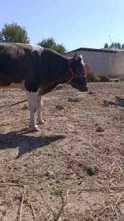 Sotiladi dala moli yeb ichishi zoʻr Toshkent moli narhi 22… — Toshkent