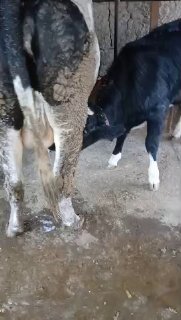 Sotiladi andijon qorgontepada narxi 55milyon — Andijon, Qo'rg'ontepa