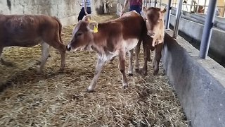Limuzin jersik hunajinlar sotiladi — O'zbekiston