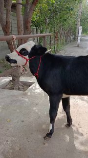 Sotiladi mikimaus narxi — O'zbekiston