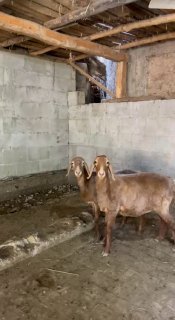 Shu qo’ylar sotiladi — Andijon viloyati Izboskan tumani