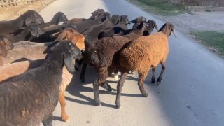 Tuxlilar sotiladi soni 17 ta narxi — O'zbekiston