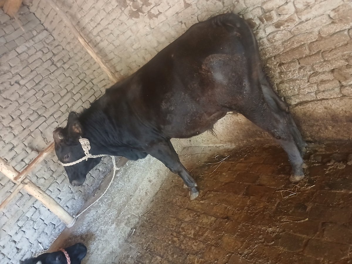 Chorva mollari — O'zbekiston