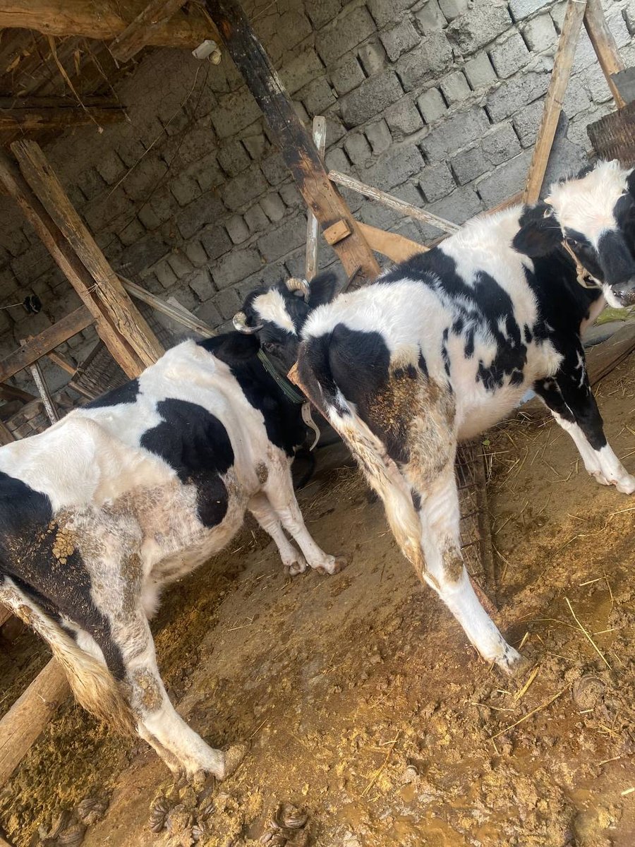 Assalom alekum shu ona bola sigirimiz sotiladi — O'zbekiston