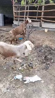 ASSALOMU ALEYKUM GURUPA SOVLIQLAR SOTILAD — NAMANGAN TUMANI TEPAQORGON