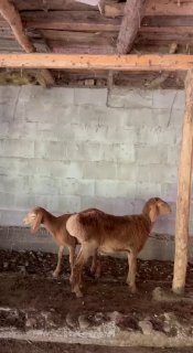 asalomu alekum bri qochqor bri soğliq quzila sotiladi — Namangan