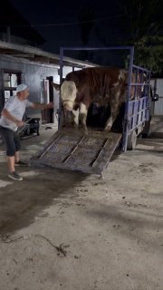 Tozza simental buqa sotladi 16 oylik boyi 150 sm 660 kg — O'zbekiston