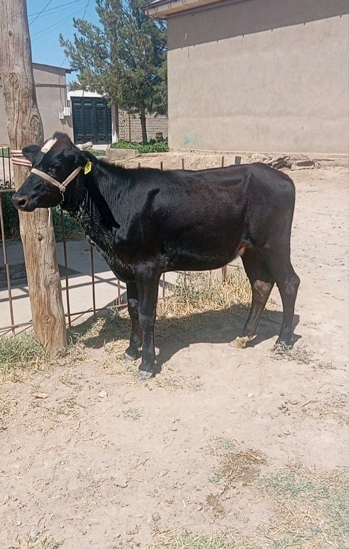 Sigir — Qashqadaryo viloyati, Qarshi shahri