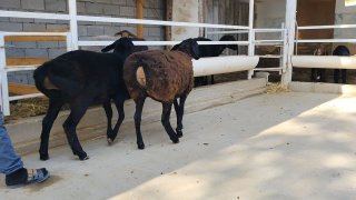 ZOTI TOZA XSORI QO'YLAR KELDI 🐑✨ — Namangan