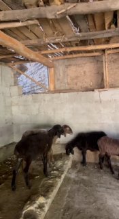 Shu qo’zilar sotiladi 1 ta qo’chqor 4 ta soliq — Andijon viloyati Izboskan tumani