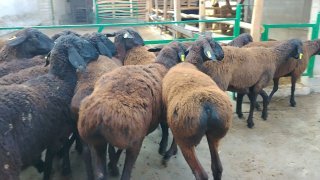 NAMANGANDA ZOTI TOZA XISOR SOVLIQLAR KELDI 🐑✨ — Namangan