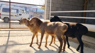 ZOTI TOZA XSORI QO'YLAR KELDI 🐑✨ — Namangan