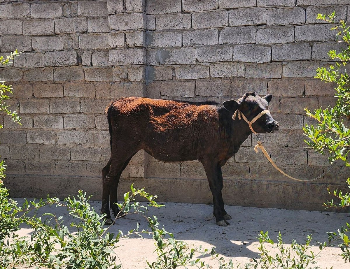 Novvos — Qashqadaryo viloyati, Qarshi shahri