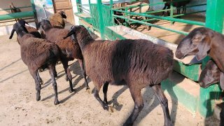 NAMANGANDA ZOTI TOZA XISOR SOVLIQLAR KELDI 🐑✨ — Namangan