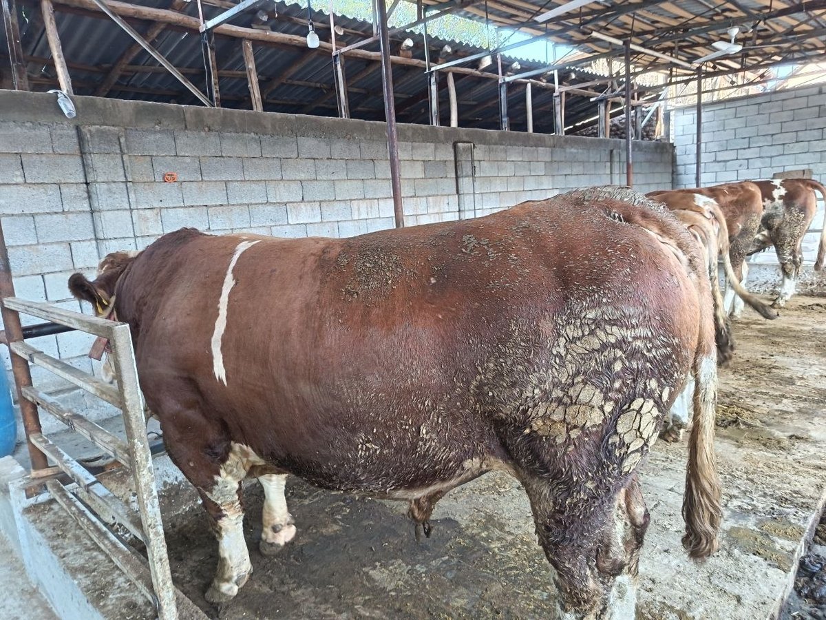 Shu novosimiz zotga sotiladi narxi 65 milyon — O'zbekiston