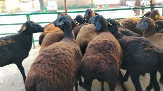 NAMANGANDA ZOTI TOZA XISOR SOVLIQLAR KELDI 🐑✨ — Namangan