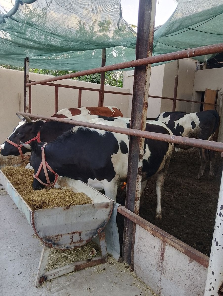 3 bosh Chyorniy pyostra 1 ta simental bugoz hunojinlar sotiladi — Fargona vil Rishton tumanida