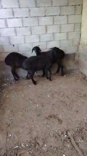 asalomu alekum boshida oqi bor blan qora quzi sotiladi — Namangan