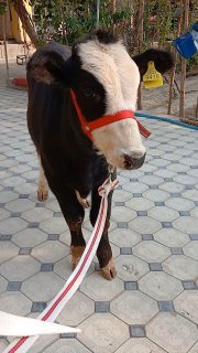 Sotiladi narxi 18 milyon — O'zbekiston
