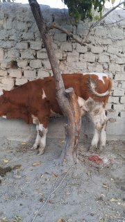 Chorva mollari — O'zbekiston