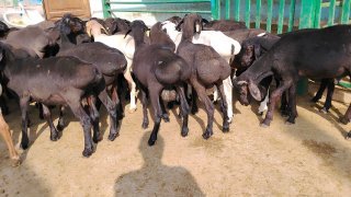 NAMANGANDA ZOTI TOZA XISOR KELDI 🐑✨ — Namangan