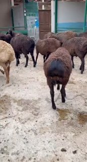 NAMANGANDA ZOTI TOZA ARASHAN XISOR QOʻZILAR KELDI 🐑✨ — Namangan