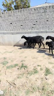 7ta ena bola 1ta bug'oz quylar sotiladi — Jizzax