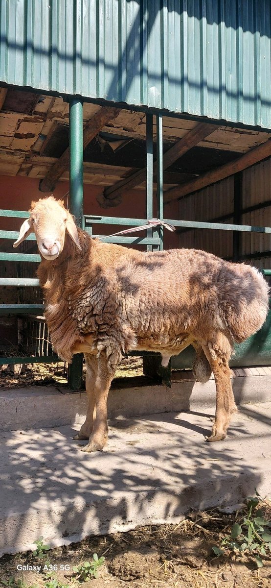 Qo'y — Toshkent viloyati, Bekobod tumani