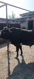 5oydan beri yemda turgan 3yosh NOVOS sotiladi — Jizzax