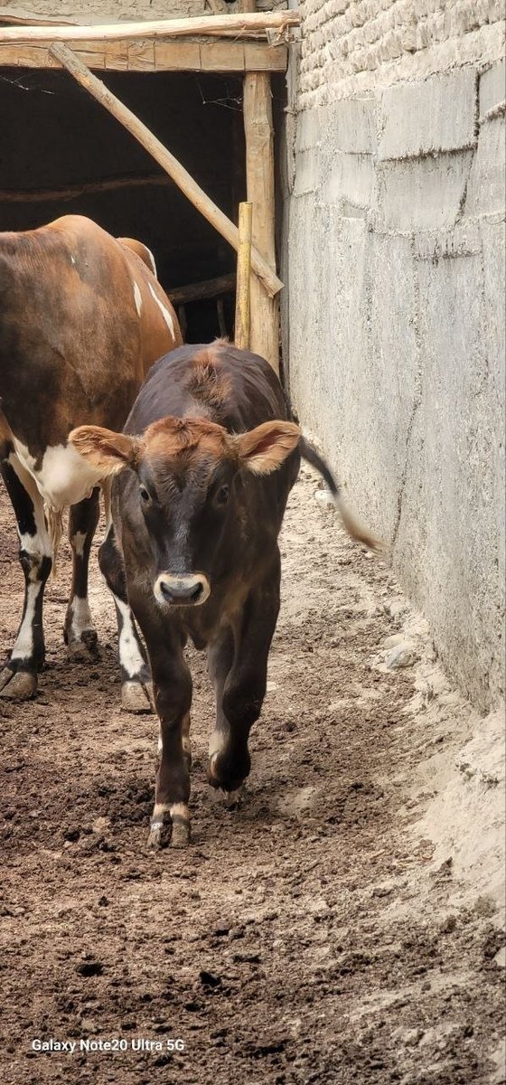 Ena bola mol sotiladi — O'zbekiston