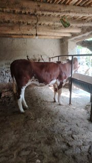 Chorva mollari — O'zbekiston
