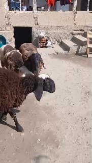 ASSALOMU ALEYKUM GURUPADOSHLAR QOʻZI SOVLIQLAR SOTILADI — NAMANGAN TUMANI