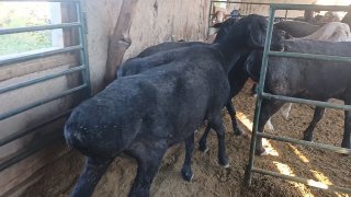 Xisori bugʻoz qoʻylar sotiladi — O'zbekiston