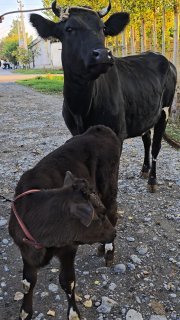 Akalar 1 ta tuqqan 2 tish honajin molimizi tinigi arzon — O'zbekiston