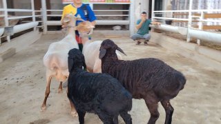 NAMANGANDA ZOTI TOZA XSORI ONA BOLA QO'YLAR KELDI 🐑✨ 2.TA… — Namangan