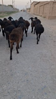 Irg'ochi tuxli quzila sotiladi Soni 12ta — O'zbekiston