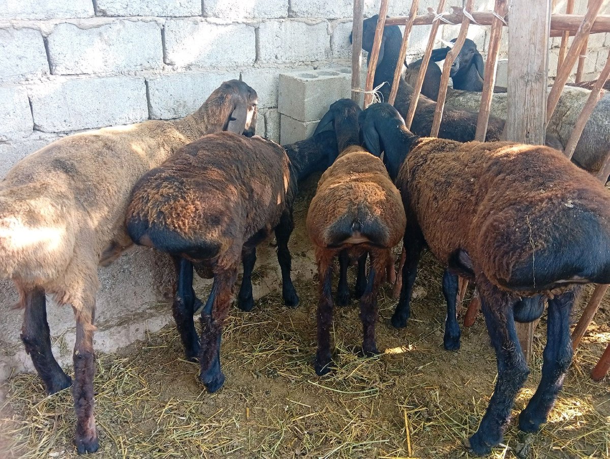 Qo'y — Qashqadaryo viloyati, Qamashi tumani