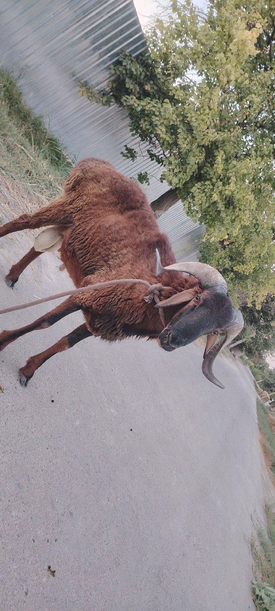 Qo'y — Buxoro viloyati, Peshku tumani