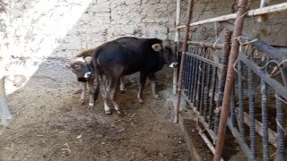 Manzil: Andijon viloyati — Andijon viloyati