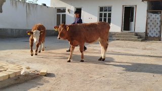 Simintal novos gibrid xunajin sotiladi — O'zbekiston