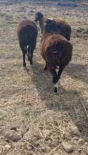 3ta tuxli quylar sotiladi — Qashqadaryo