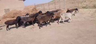 70 та ёши катта куйлар сотилади 3700 ками юор Жиззах… — Jizzax