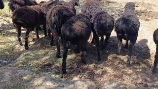 12ta qoʻchqor qoʻzi sotiladi — Qashqadaryo