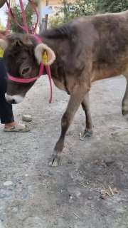 Akalar shvet xunajin sotiladi manzi xravek — O'zbekiston