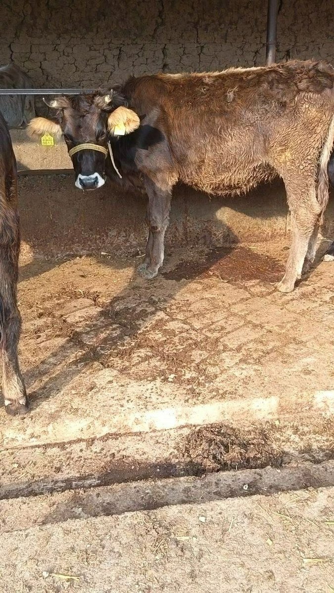 Акалар тоззасидан сураганларга 2та гунажинлар йош ойлиги… — Marhamat