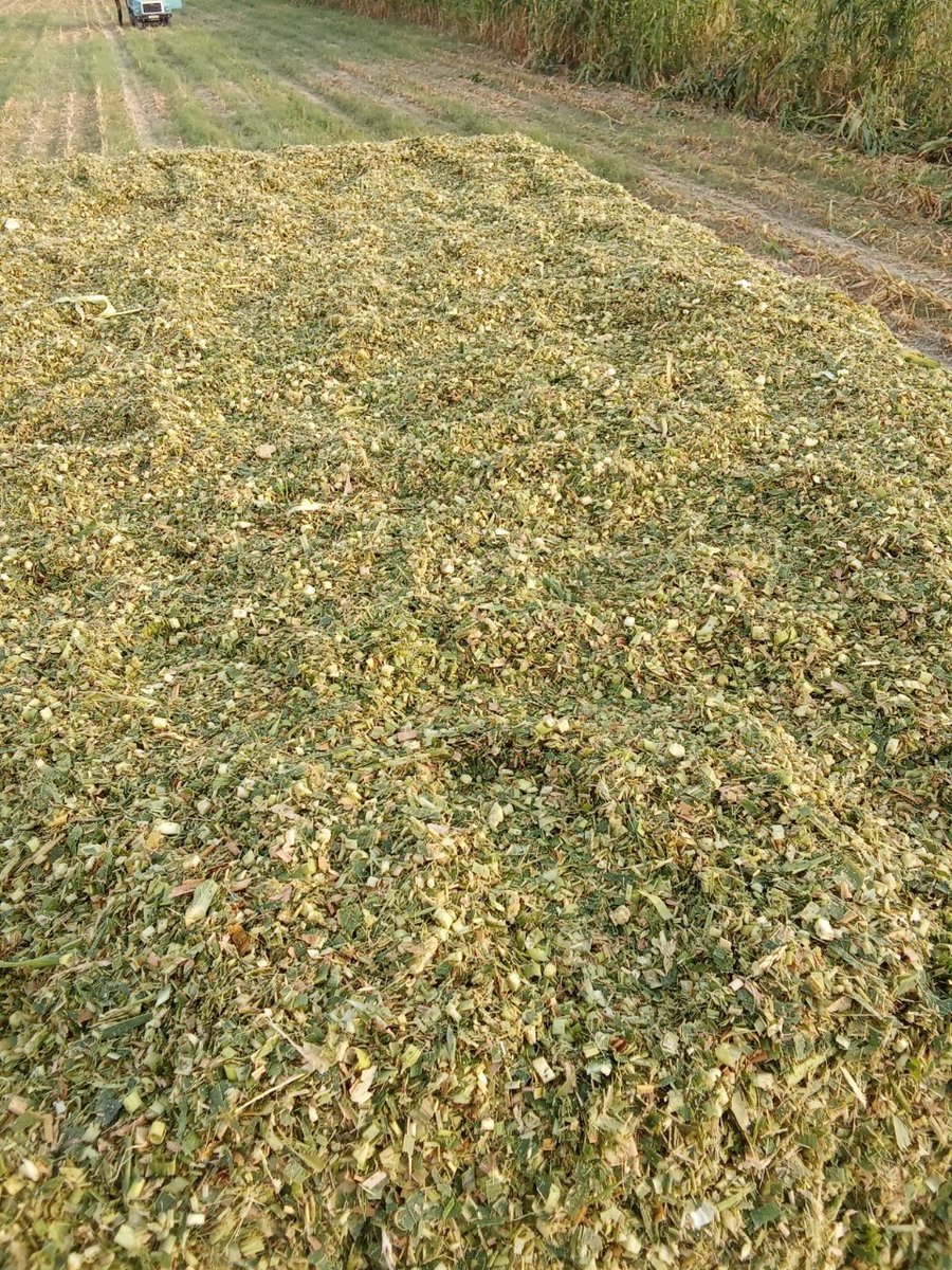 Silus bor sotiladi dastafka xizmati bor 99 534,99,80 — O'zbekiston