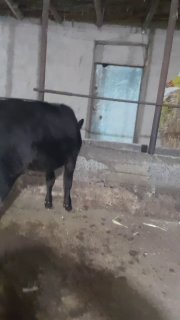 Спатли Хуножин сотилади бойи 1 м — Namangan