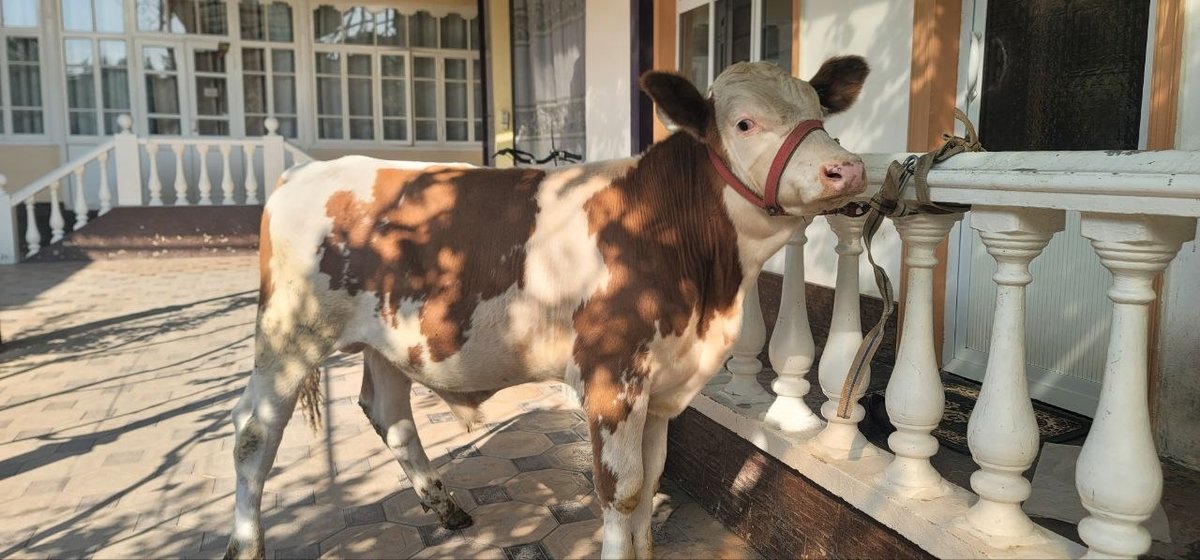 Simmental novvos sotiladi — Asaka, Kujgan