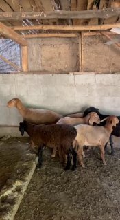 Shu qo’ylar sotiladi — Andijon viloyati Izboskan tumani